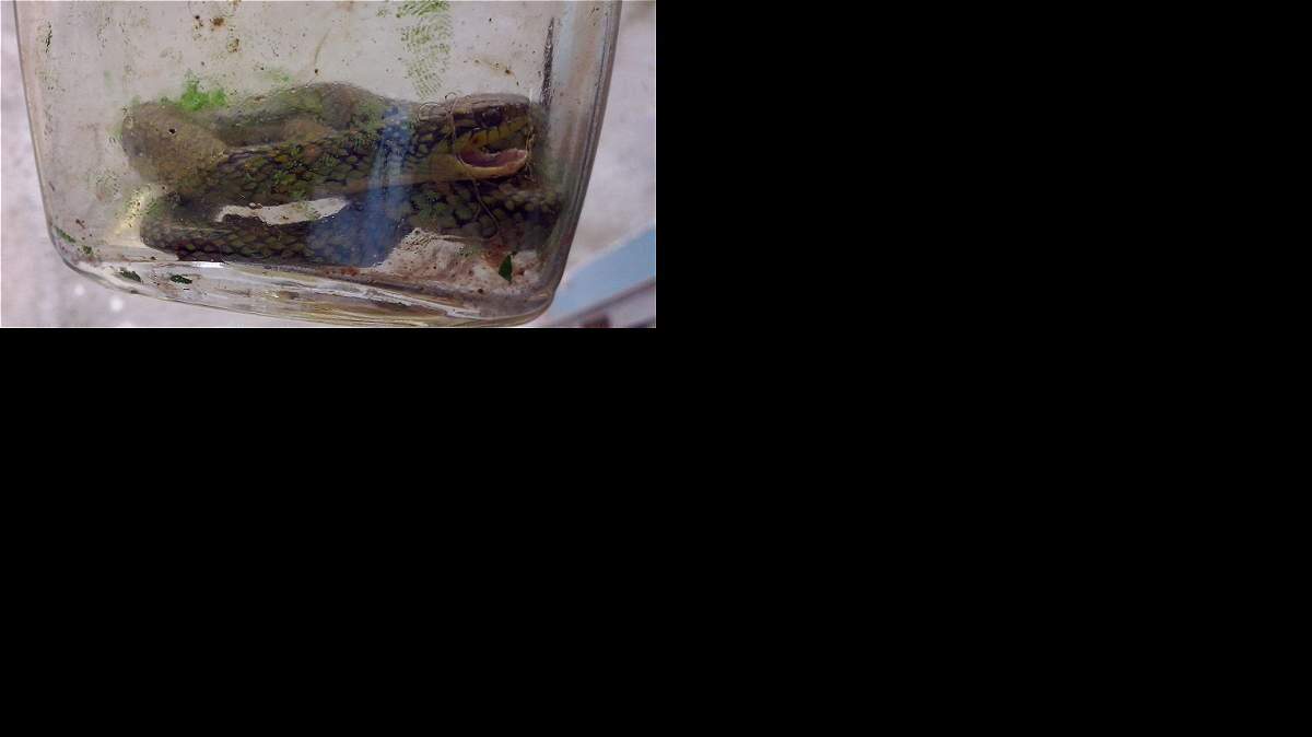 Los médicos del hospital Sao Luiz fotografiaron la serpiente, al parecer una cría de alguna especie del genero yarará o yararaca (Bothrops), con la intención de que algún centro de investigaciones pueda identificarla a partir de la imagen.
