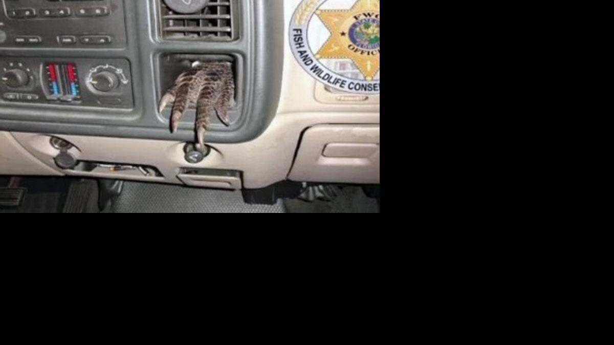 Funcionarios de la FWC hallaron la pata de un cocodrilo que salía del cenicero de un camión.