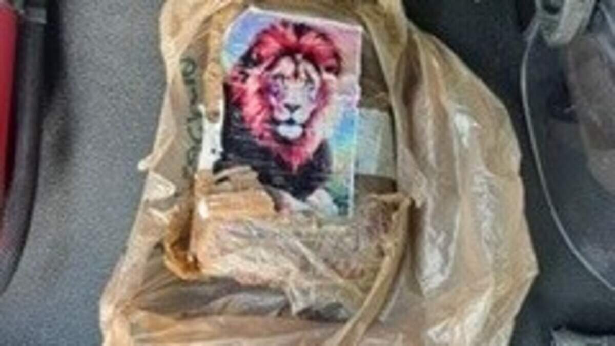 Un kilogramo de lo que las autoridades creen que es cocaína, marcado con la imagen de un león, es colocado en la parte trasera de un vehículo del Departamento de Policía del condado de Monroe el miércoles 8 de julio de 2026. Departamento de Policía del condado de Monroe.