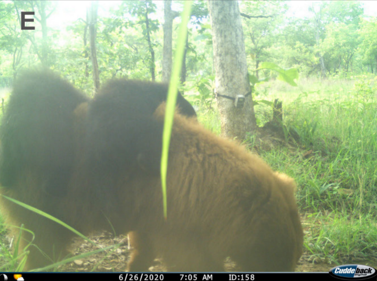 Un perezoso leucístico quedó captado por una cámara en un sendero de la India en el 2020 con dos crías de color normal en el lomo.