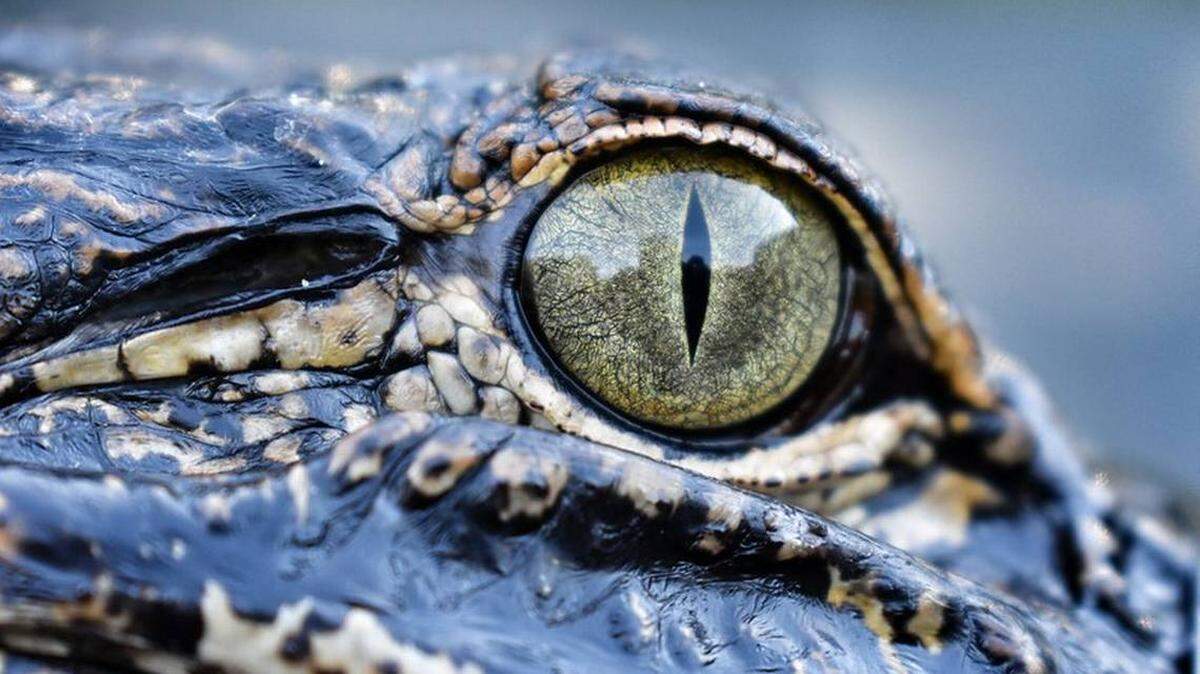 Encuentran caimanes y tortugas en casa de la Florida de un hombre.
