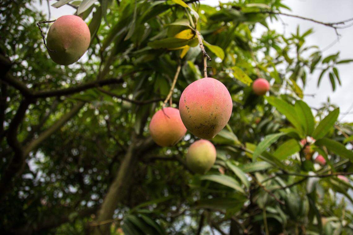 Moishe Mana and Chagai Stern own 2,471 acres of farmland throughout Colombia. Their company, which employs 200 people, grows a variety of crops, including mangoes. Above: Mangoes hang from a tree in Redland, Florida, in July 2018.