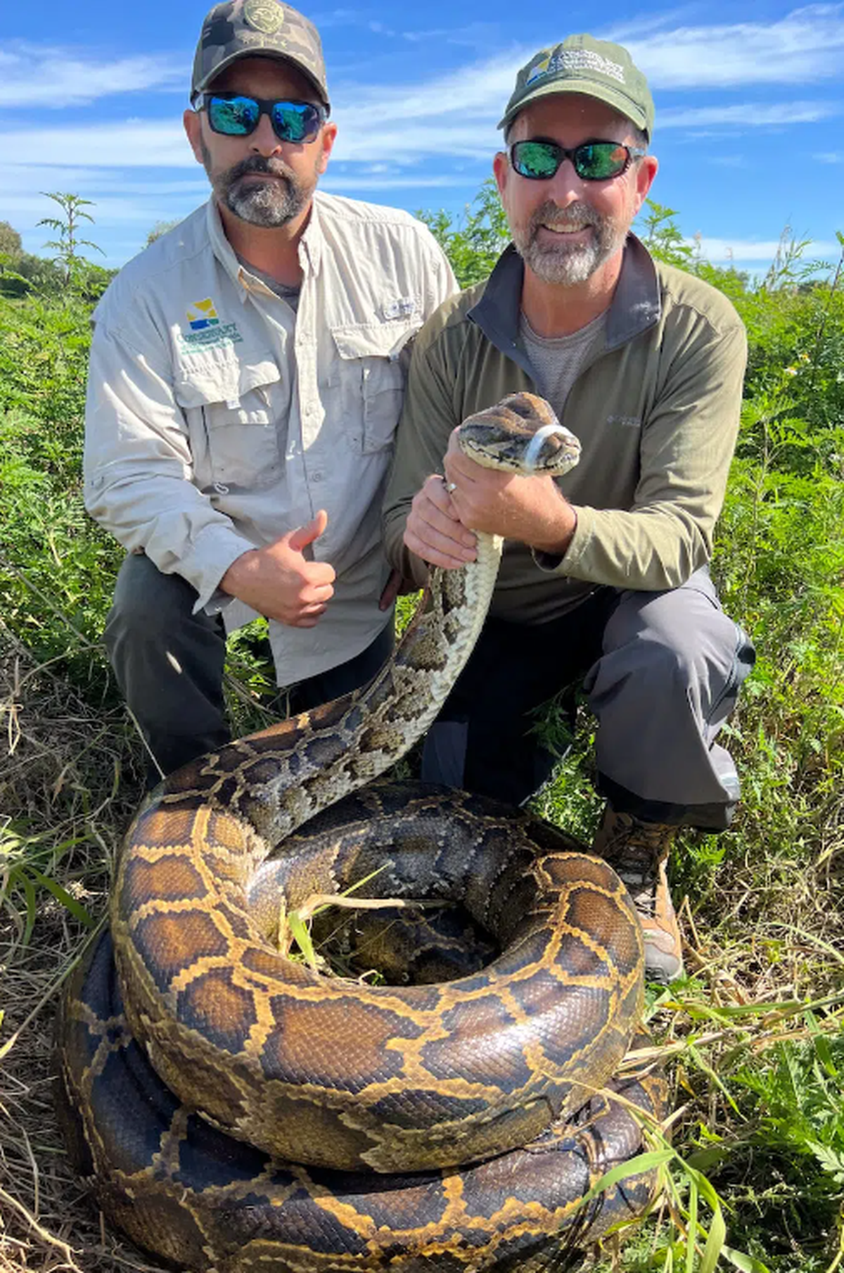 El biológo Ian Bartoszek y el miembro de la directiva de Conservancy of Southwest Florida, John Kukk, con la pitón capturada en el Condado Collier, Florida.