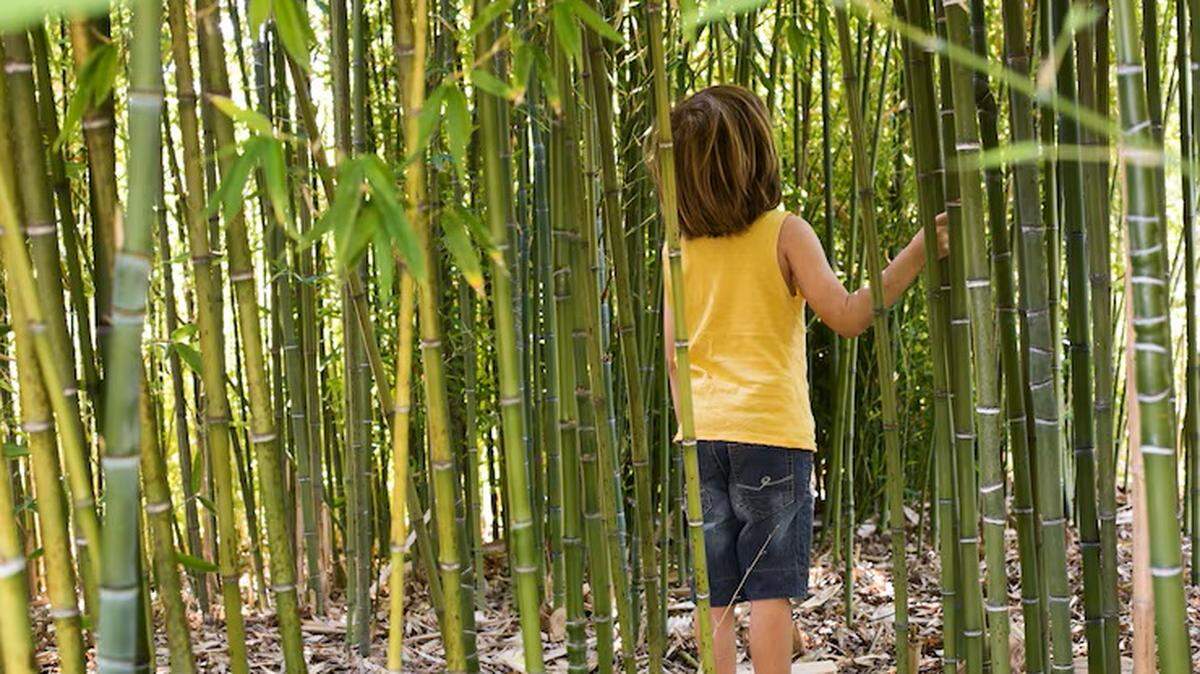 El bambú nos enseña que en la vida hay que tener paciencia, no solo con los hijos, pero sobre todo con nosotros mismos. 