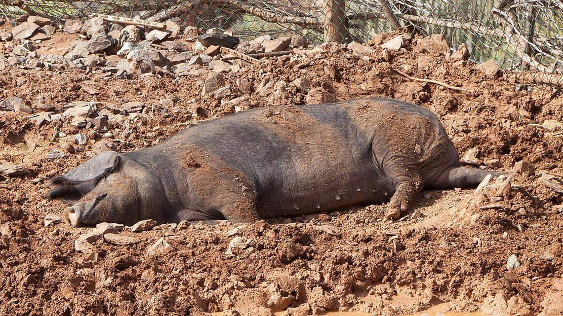En jaque con el combustible, Cuba crea autobuses que funcionarán con desechos de cerdos