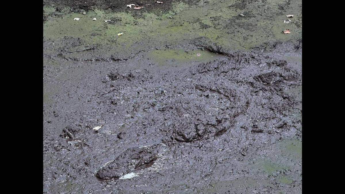 En redes sociales, varios usuarios dijeron que pensaban que el caimán estaba pasando una sequía refrescándose en el lodo. 
