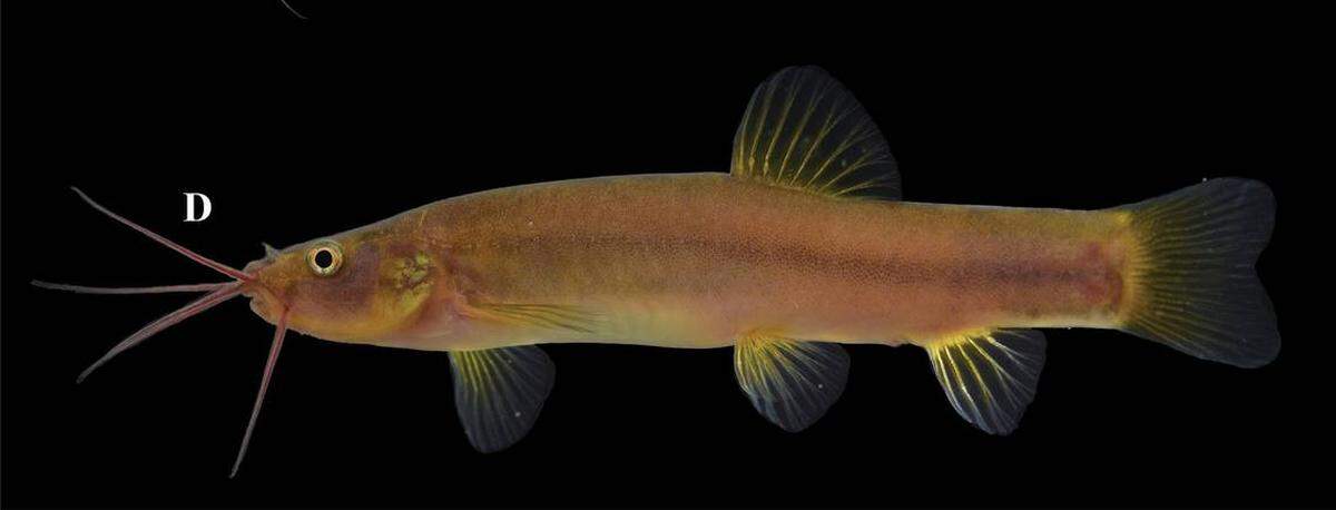 Una nueva especie de pez: paranemachilus liui, también conocida como locha de caverna Liu.