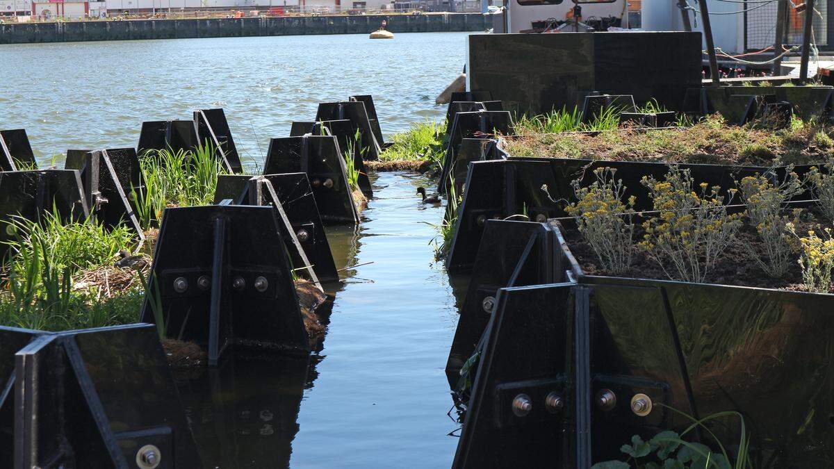 Hexágonos de material reciclado con plantas y un pato en el centro en la desembocadura del río Nuevo Mosa, en Róterdam.