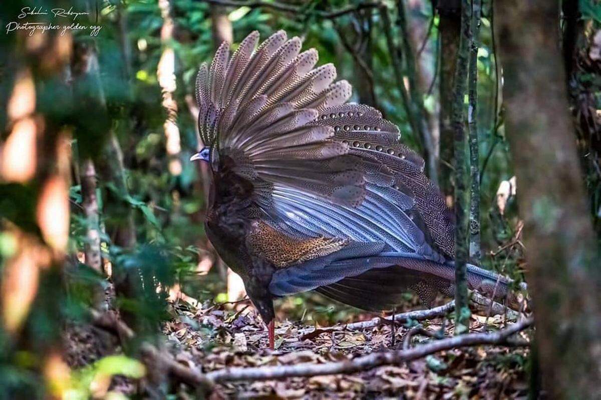 Las autoridades de un parque nacional de Tailandia vieron al gran argos, un extraña especie de faisán de colores espectaculares.