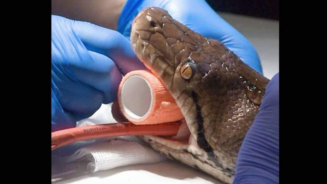 Una pitón de 4,5 metros logra la remisión del cáncer con un tratamiento usado en humanos