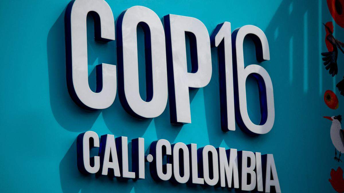La reunión COP16 de dos semanas en Cali, Colombia, de los delegados de los 196 Estados miembros del Convenio sobre Diversidad Biológica (CDB) tiene lugar bajo estrictas medidas de seguridad, tras amenazas de un grupo guerrillero.