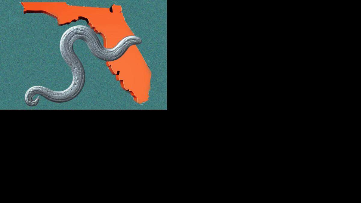 El gusano fue hallado en caracoles en los condados de Alachua, León, St. Johns, Orange y Hillsborough.