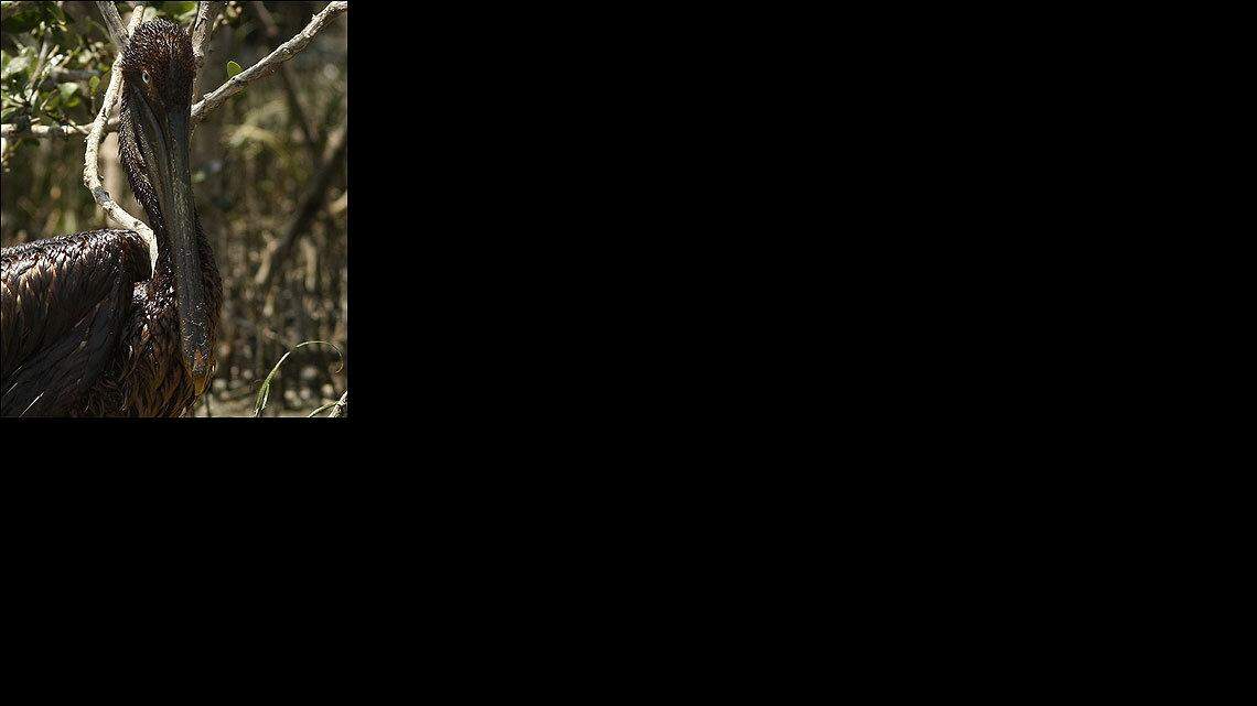 Un pelícano bañado en petróleo en Barataria Bay.