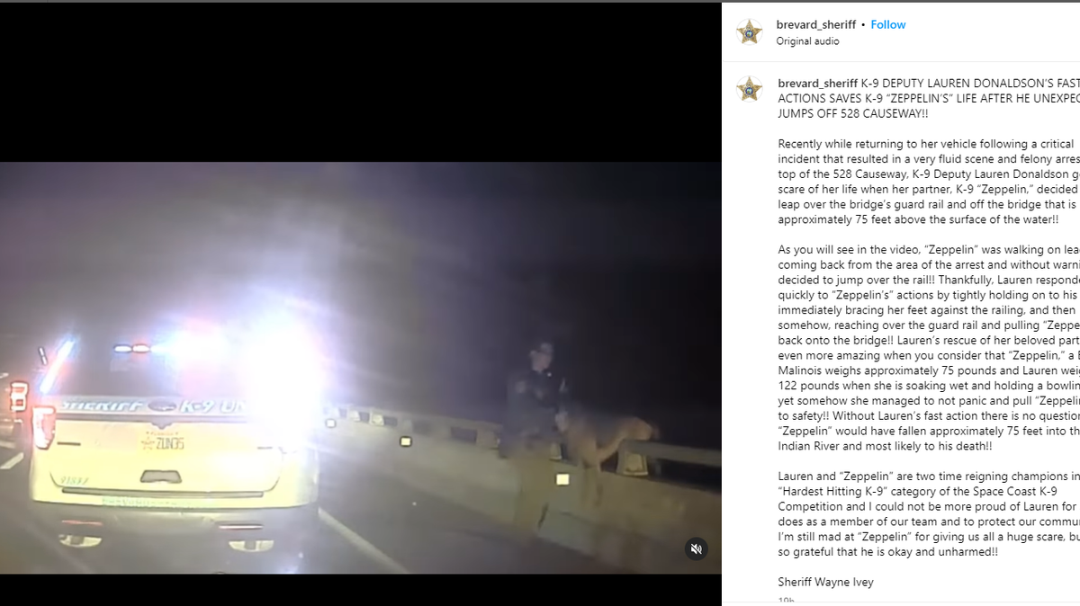 Espectacular video en que un perro de una Unidad Canina de la policía salta desde un puente, pero lo salva una agente que lo agarra por la correa.