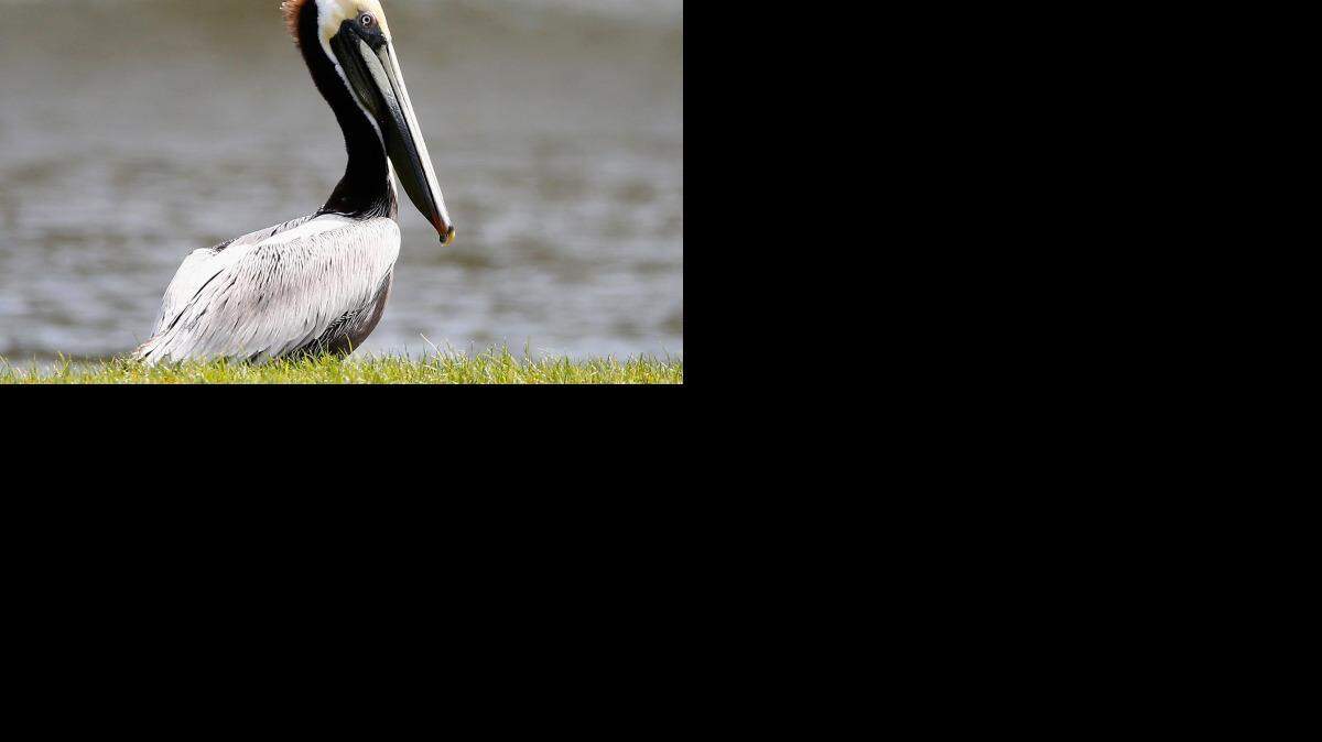La FWC, junto con el Círculo Humano de Estados Unidos (HSUS) y la Sociedad Humana de la Fauna, ofrecen recompensas por cualquier pista que conduzca a la detención de los responsables de estos actos criminales que causaron la lenta agonía y muerte por hambre de diez pelícanos. Getty Images