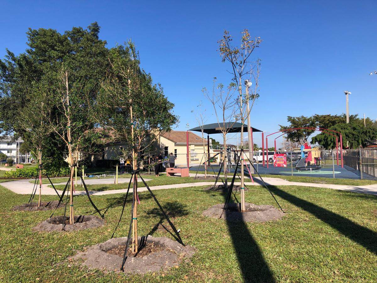 Hialeah está plantando árboles en los alrededores del parque Babcock en un plan para reforestar la ciudad, una de las municipalidades de Miami-Dade con el menor porcentaje de copa de los árboles urbanos existentes (EUTC) junto con Medley y Opa-Locka