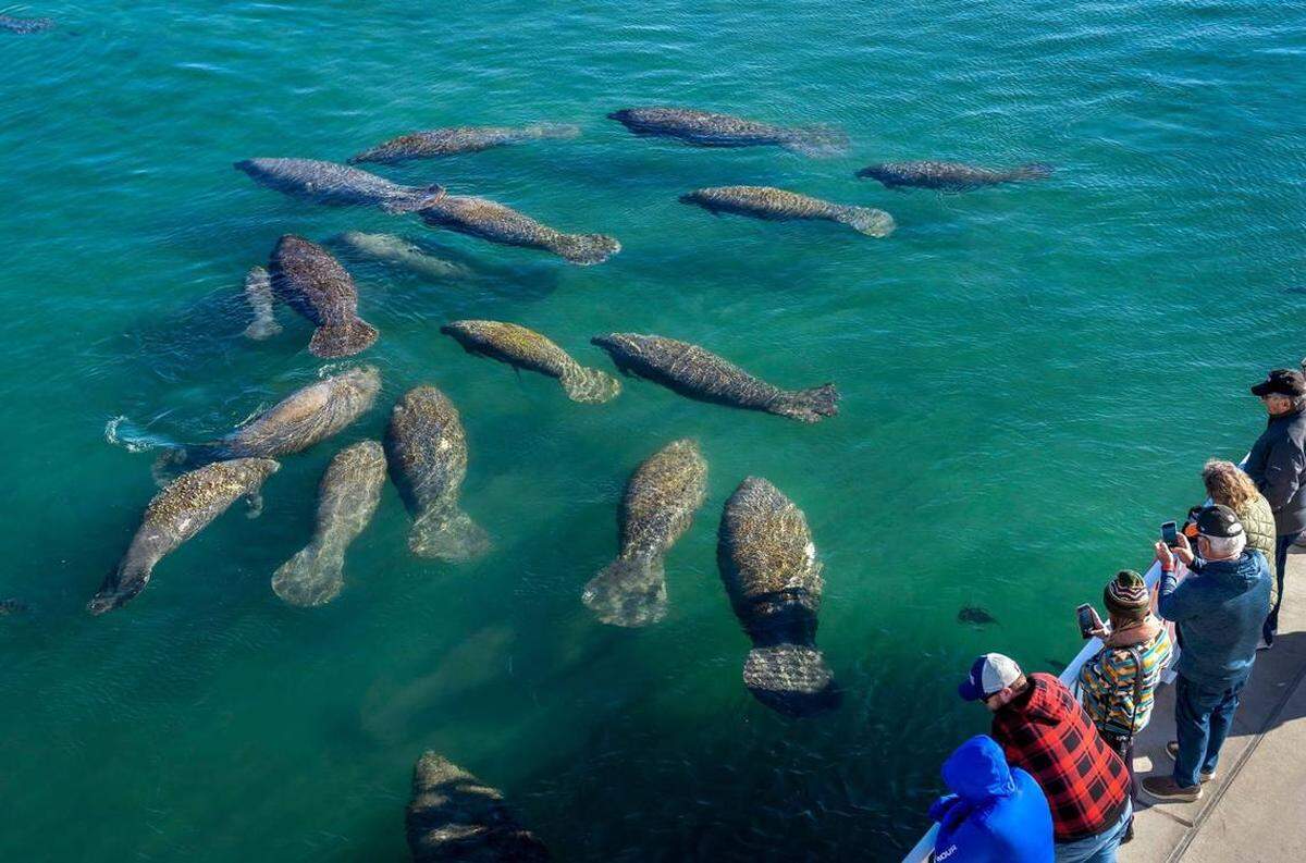 Manatee Lagoon en West Palm Beach atrae a cientos de manatíes y visitantes.