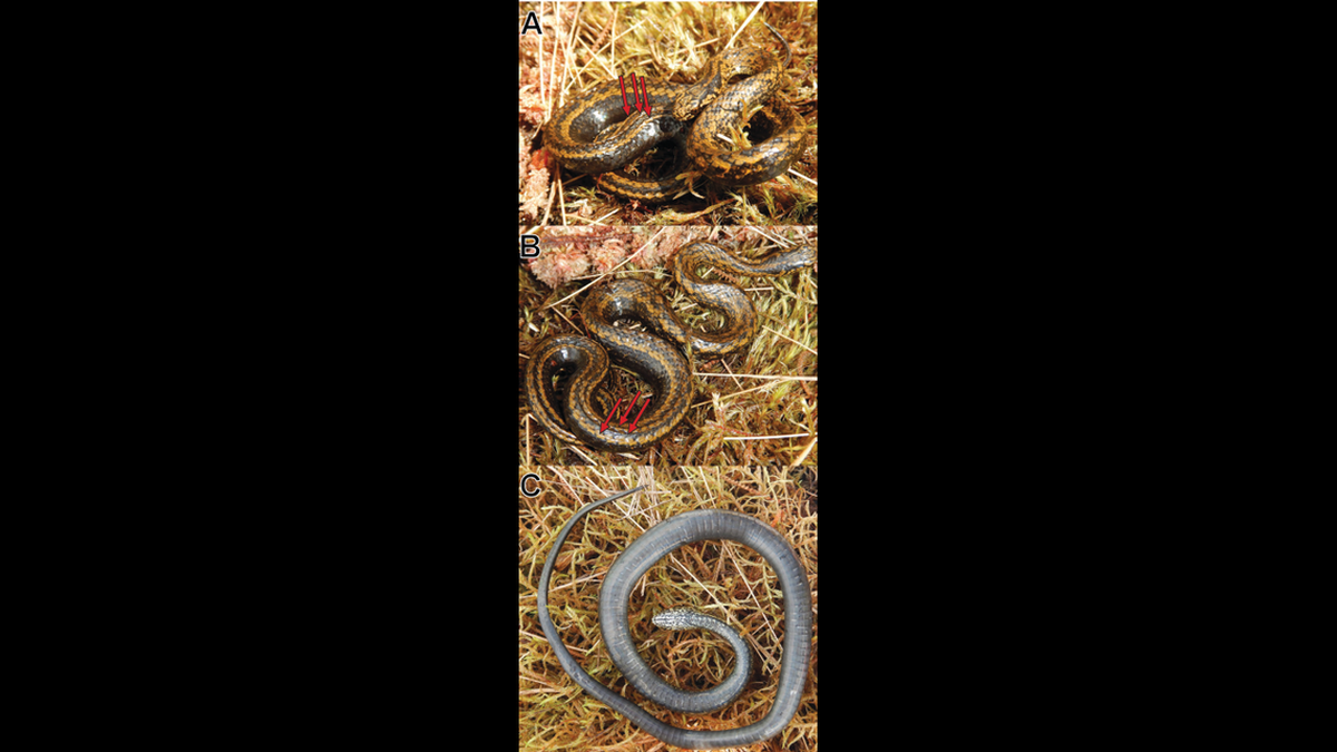 Las flechas indican dónde están los “inusuales” pliegues de la serpiente.