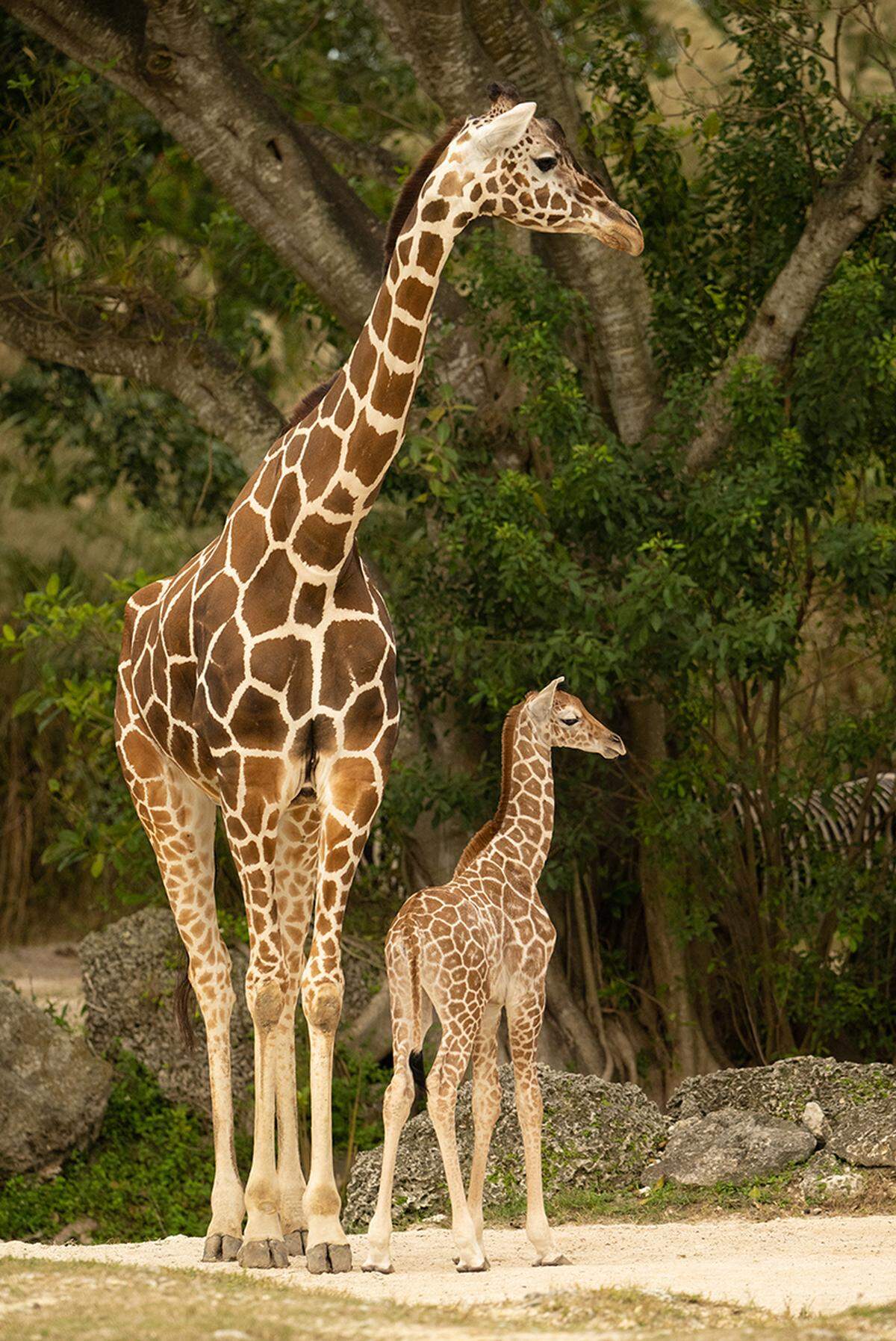 Cortesía Zoológico de Miami
