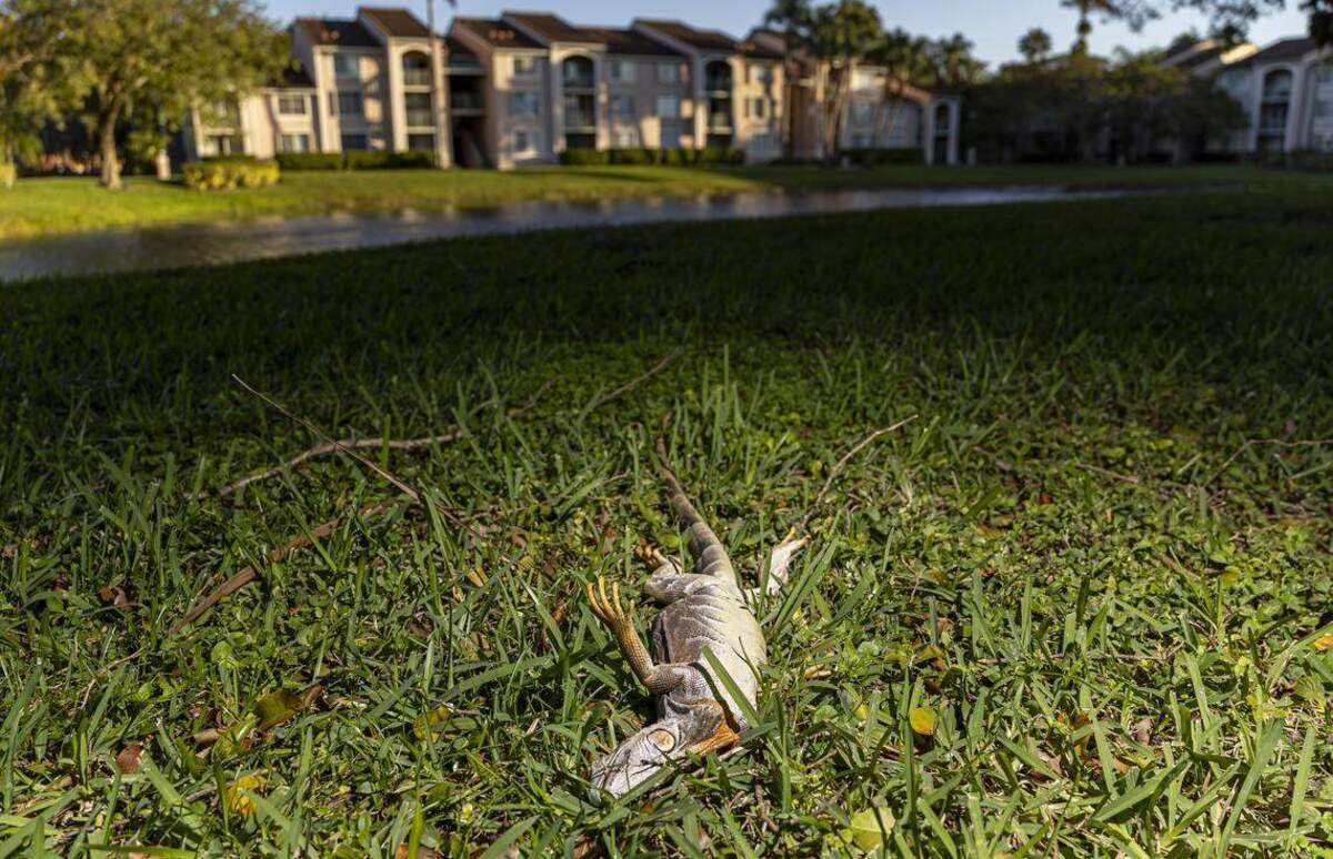 En la foto, una iguana tirada en el suelo en un vecindario mientras un frente frío atraviesa el sur de Florida el domingo 1ro. de febrero de 2026, en Pembroke Pines, Florida.