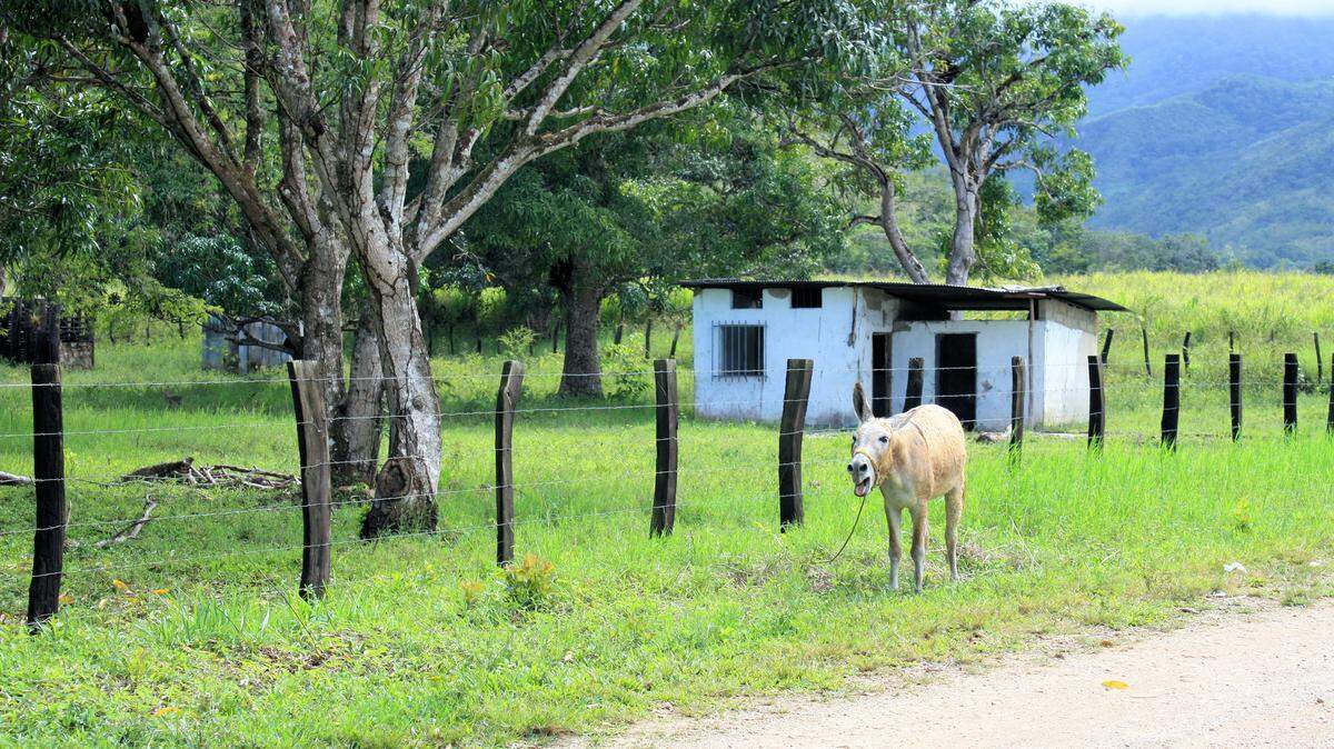 Un burro doméstico en Venezuela. Foto de archivo.