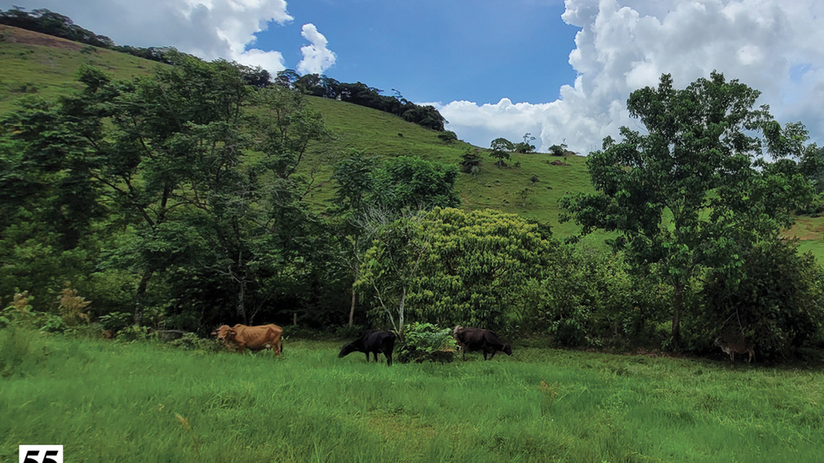 Criatura ‘asesina’ disfrazada como avispa que se encontró en granja de Colombia es una nueva especie.