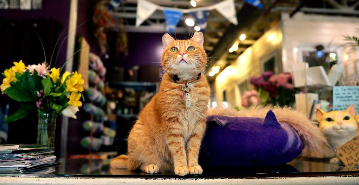 Pippa Pepper, una gata atigrada naranja que vive en Petal Pusher, aparece fotografiada dentro de la floristería del centro el 3 de febrero de 2022, en Green Bay, Wisconsin. Sarah Kloepping