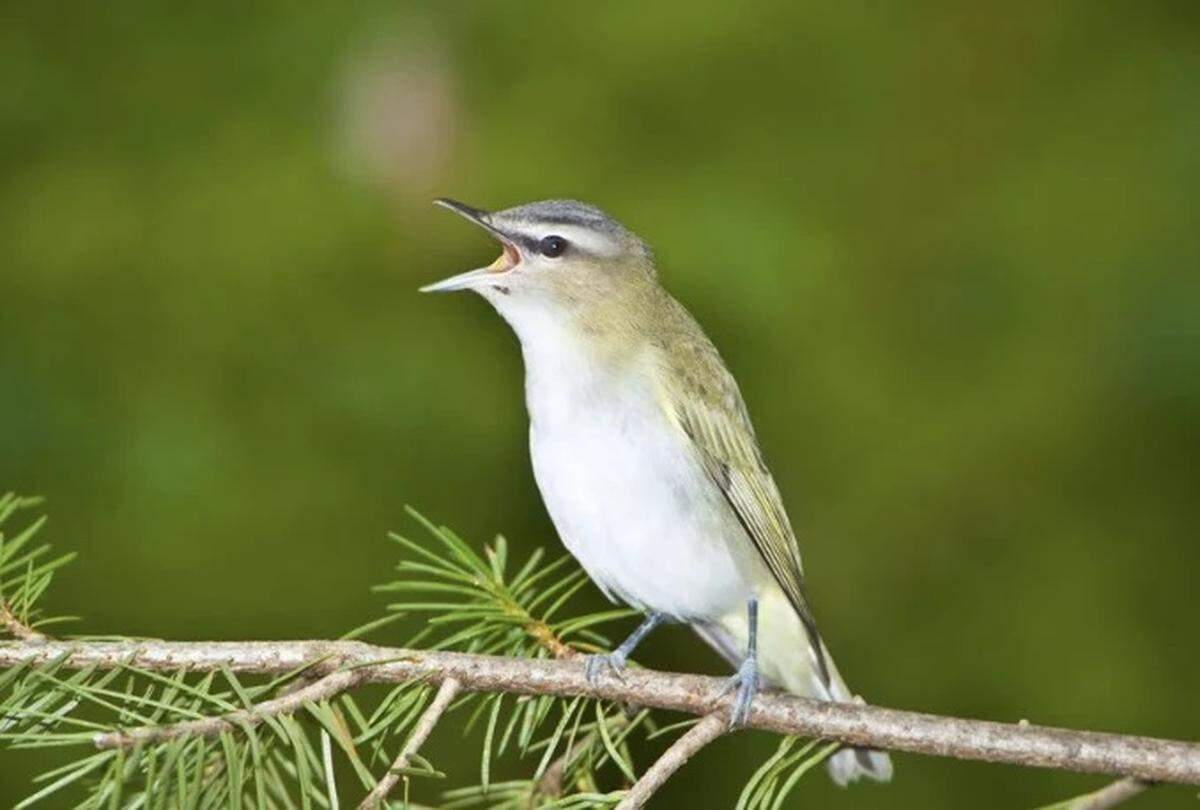 “Día de las aves” en Tropical Audubon Society en South Miami, gratis.