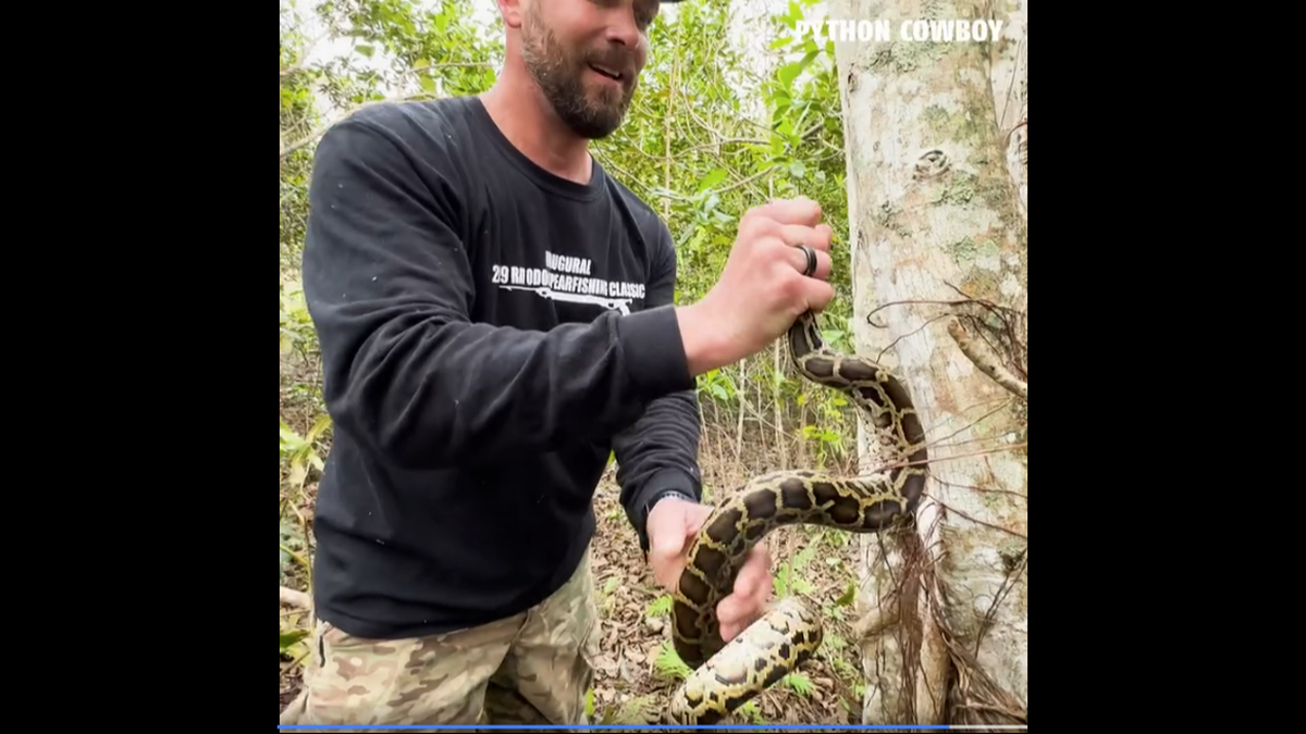 Esta captura de pantalla muestra el momento en que uno de los cazadores agarró con éxito a la pitón por la cabeza mientras intentaba trepar más alto en el árbol. Captura de pantalla del video del cazador de pitones.