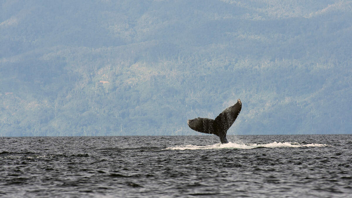 Las melodías de las ballenas jorobadas tienen muchos compases que se repiten, lo cual podría hacerlas más fáciles de recordar, como sucede con las rimas al final de un verso que ayudan a su memorización.