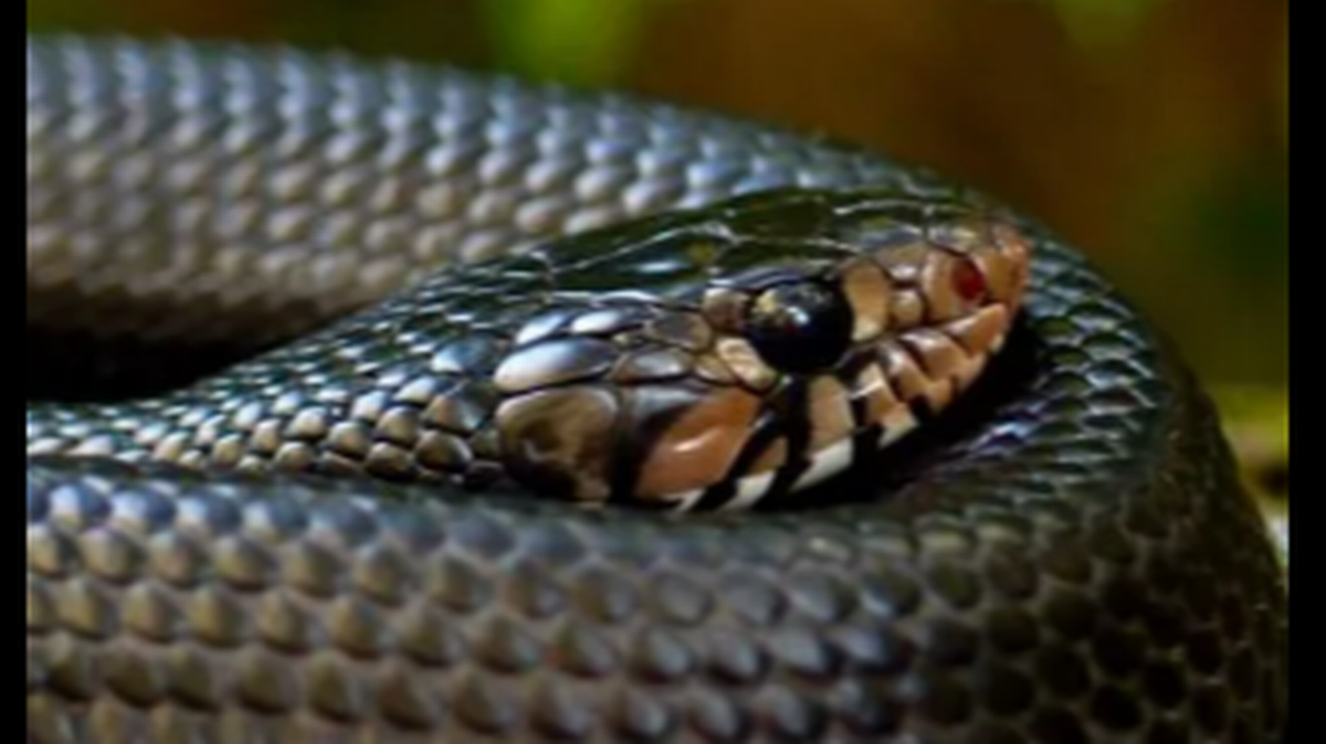 Una serpiente indigo vomita otras tres serpientes, entre ellas una cascabel viva, revela un estudio de Georgia.