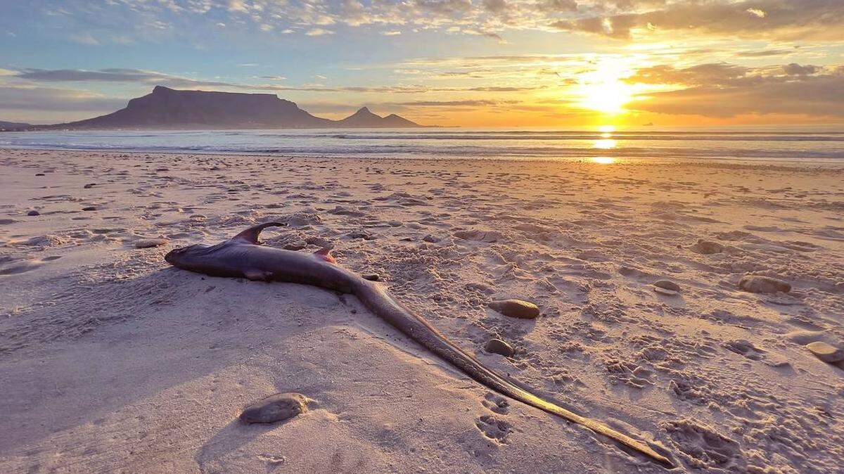 Encuentran tiburón zorro en playa de Sudáfrica.