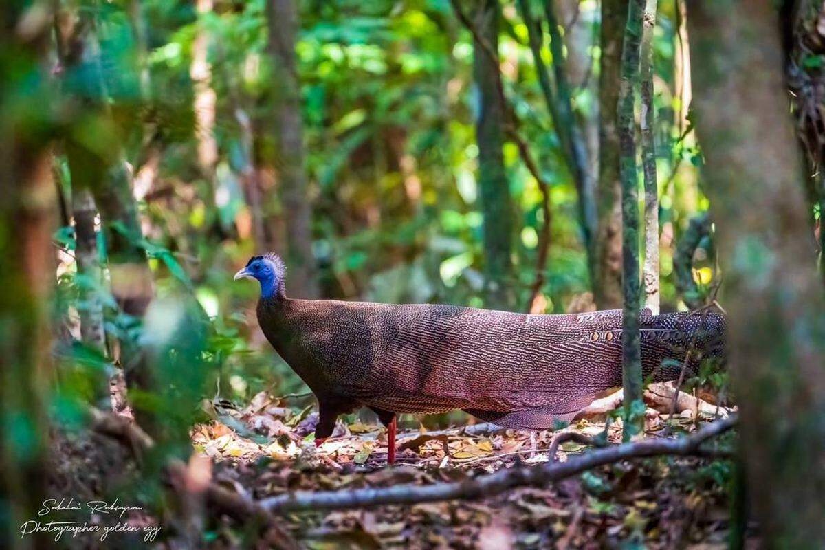 Las autoridades de un parque de Tailandia avistan al gran argos, un extraña especie de faisán.