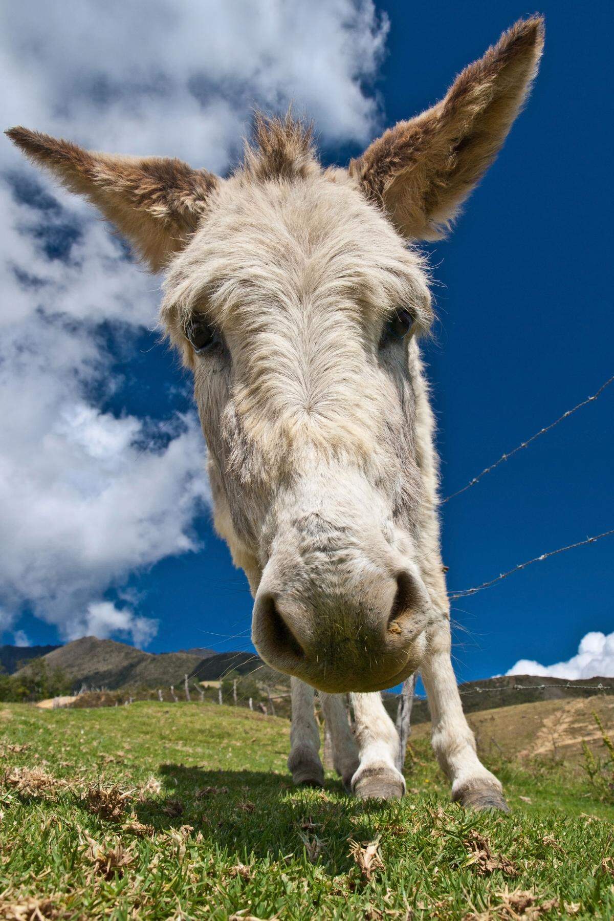 Un burro mira curioso a la cámara, en Venezuela. Foto de archivo.
