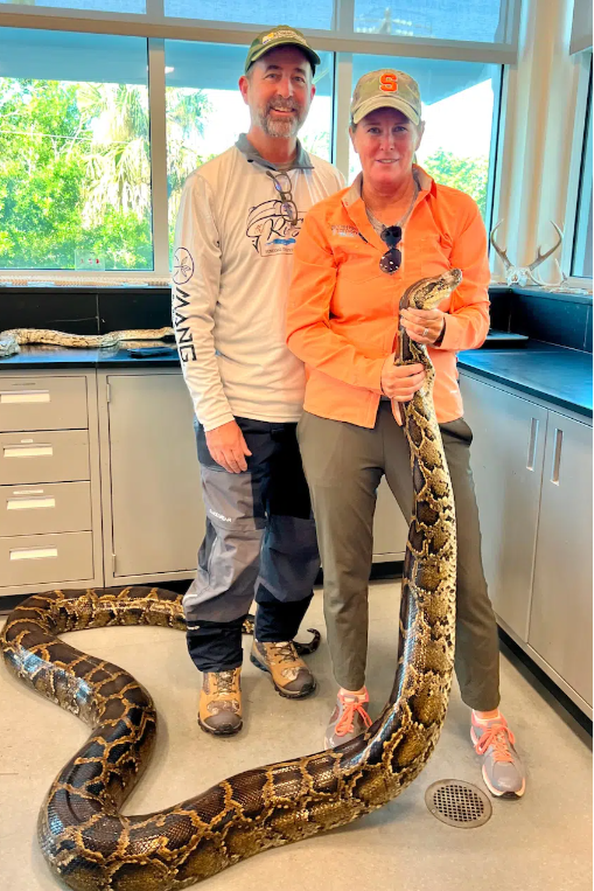 La enorme pitón en el laboratorio de Conservancy of Southwest Florida, en el Condado Collier, Florida.