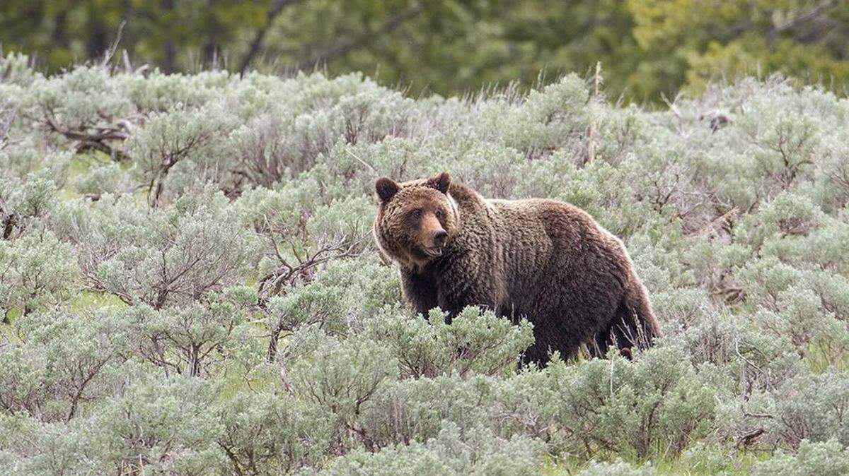 Un oso pardo hiere a senderista en las montañas de Wyoming, según el Departamento de Pesca y Juegos de Wyoming.