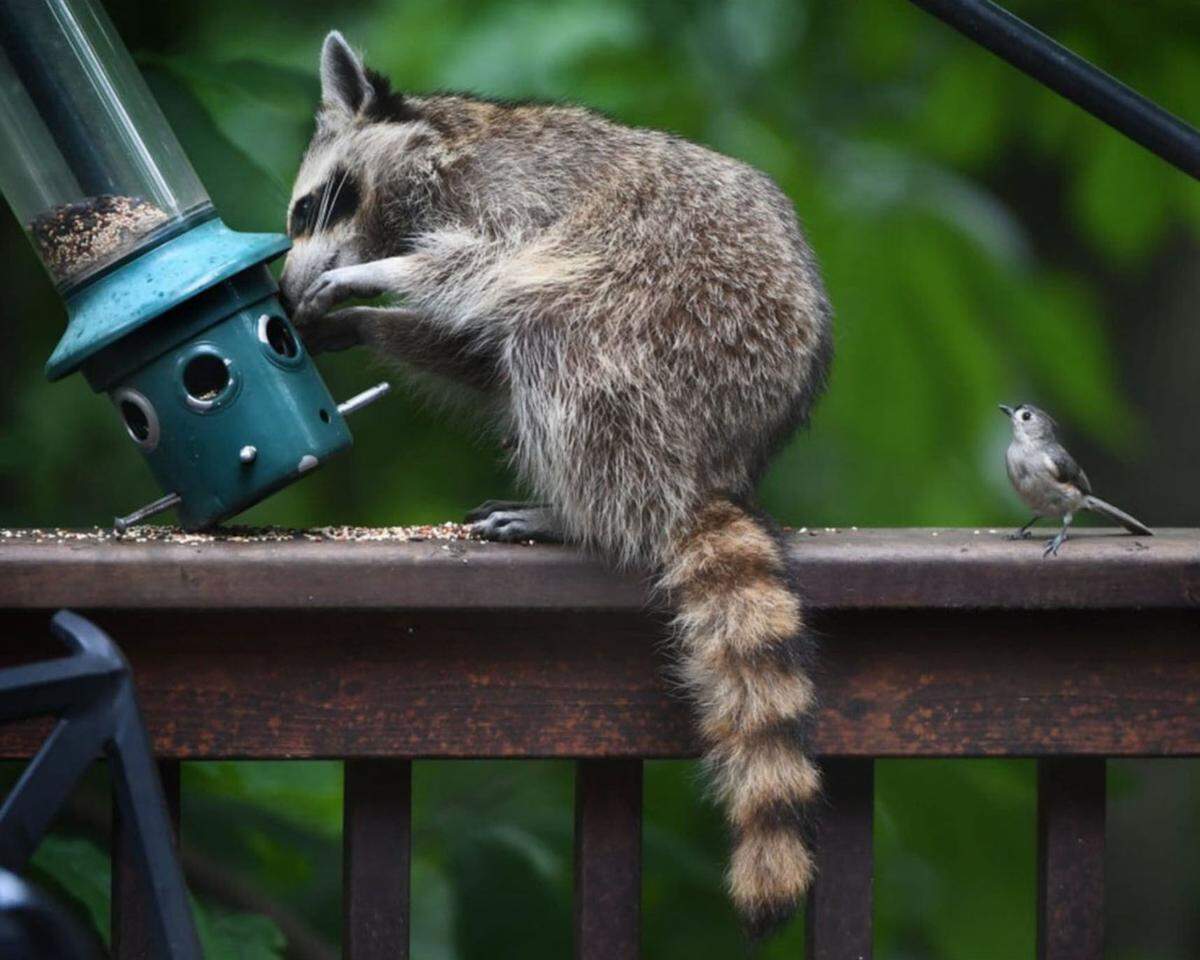 Las autoridades recomiendan a las personas evitar el contacto con animales salvajes, especialmente mapaches, murciélagos, zorros, zorrillos, nutrias, linces y coyotes.