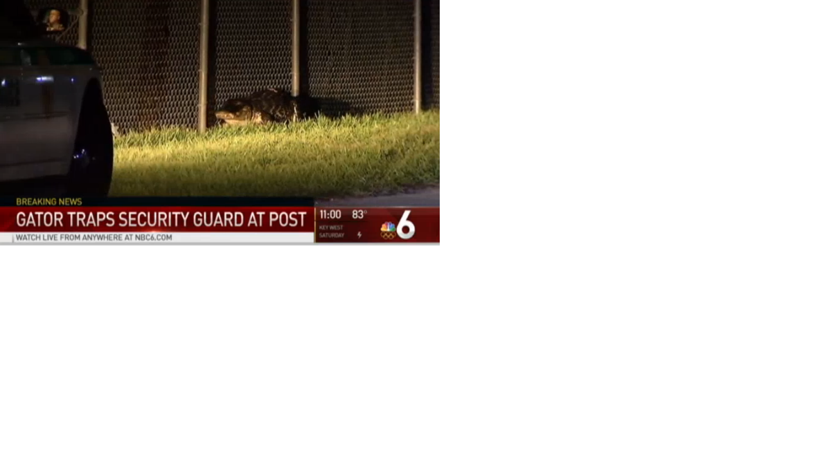 Un cocodrilo cuyo tamaño se calcula en cerca de ocho pies fue atrapado después que fue visto vagando por un estacionamiento de Key Biscayne el jueves por la noche.