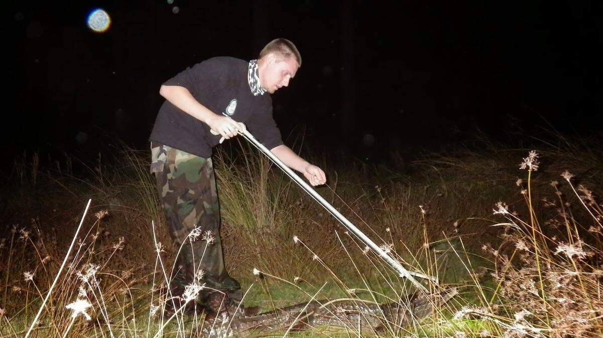 Un caimán de anteojos adulto capturado por el investigador Jake Edwards en los humedales costeros de la Bahía de Biscayne, un proyecto de restauración de los Everglades.