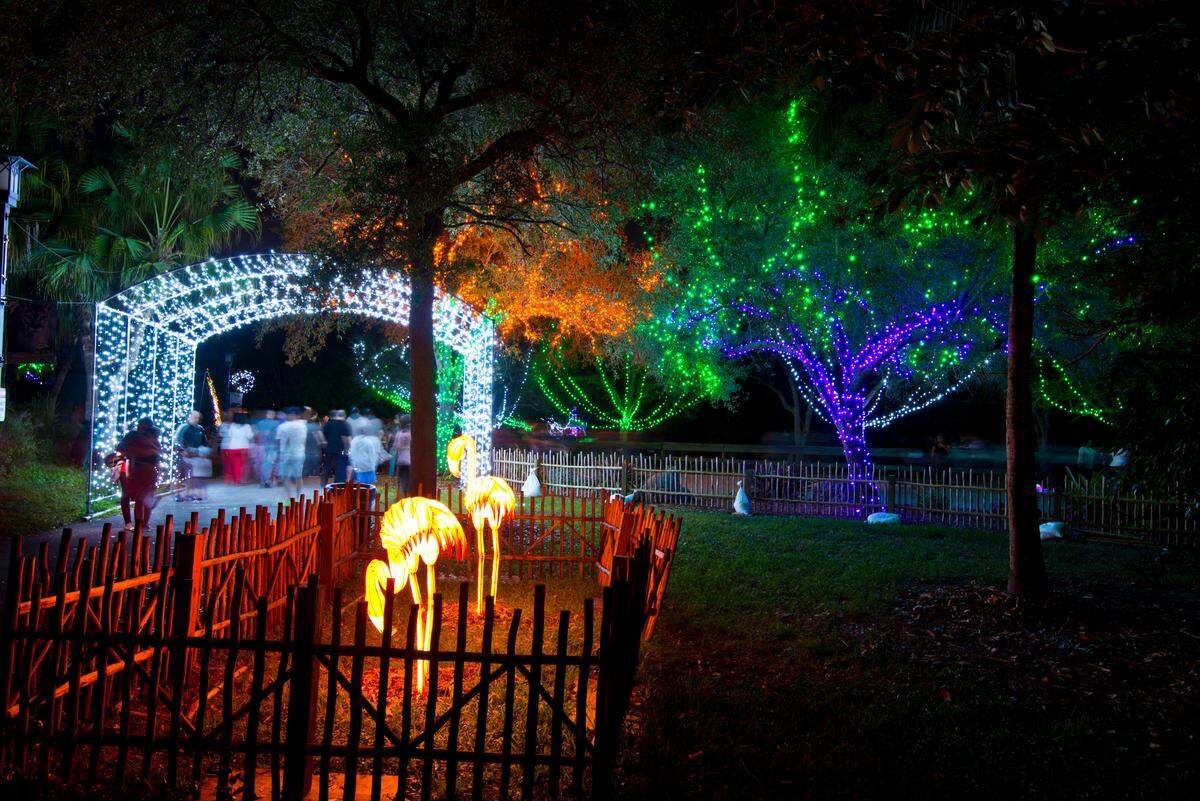 En noches selectas, y hasta el 27 de diciembre, el zoológico de Miami celebra la Navidad con más de medio millón de luces de árboles brillantes y deslumbrantes.