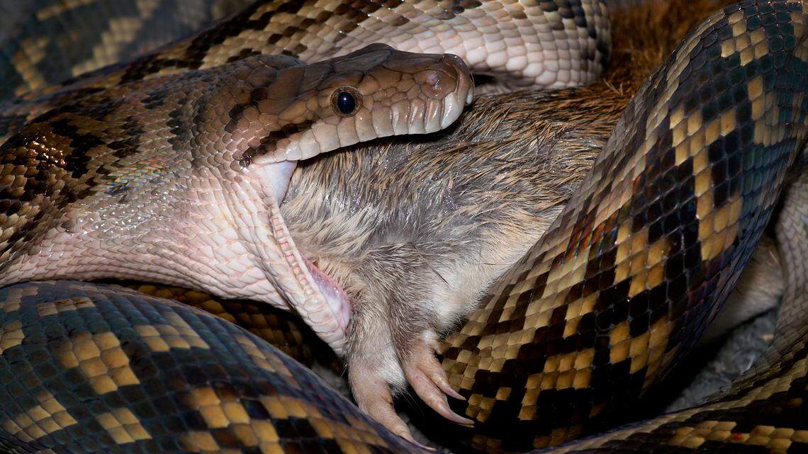 El secreto que esconden las pitones y que podría ofrecer claves para la pérdida de peso