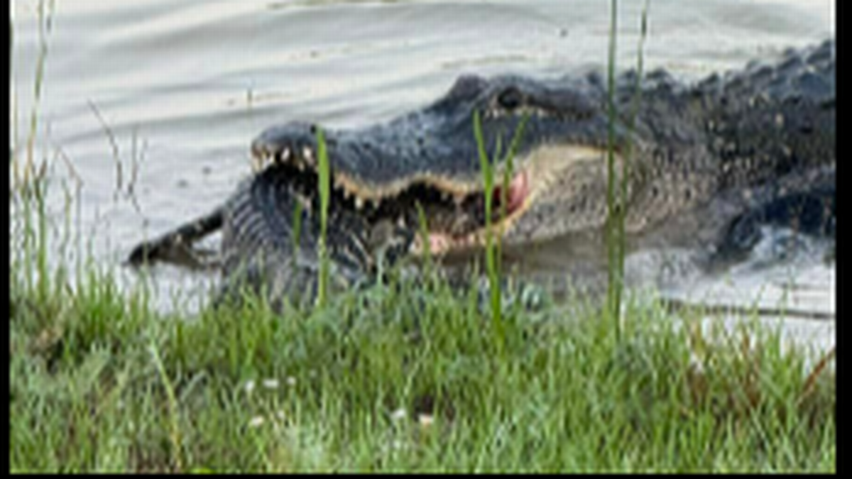 El cocodrilo se sumergió en el agua con el otro cocodrilo en la boca, dijo Sue Edwards.