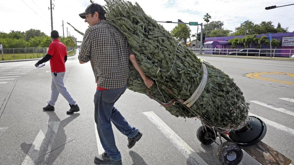 Instan a residentes del Condado Miami-Dade a participar en el programa de reciclaje de árboles de Navidad naturales.