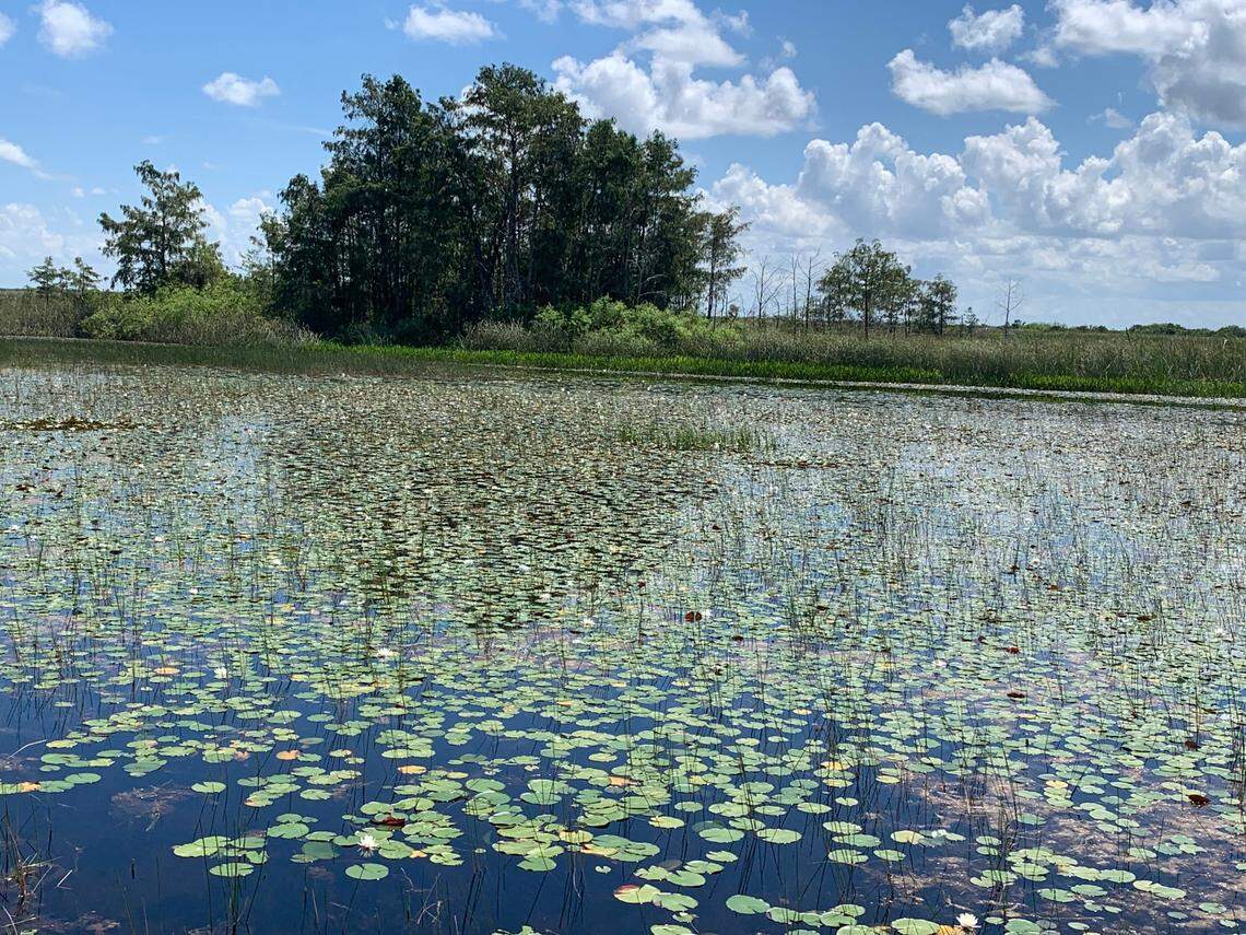 Parque Nacional de Everglades