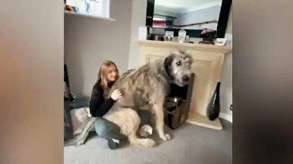 17-12-2021 Este cachorro de lobo irlandés de 65 kilos ha causado impacto en redes sociales. 17 Dic. POLITICA YOUTUBE - VIDELO - @BRUHPUPPY