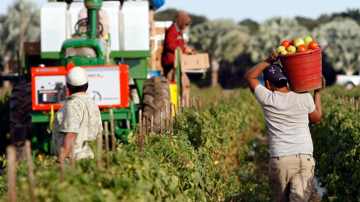La temporada de recogida de tomates se desarrolla con enormes preocupaciones por el coronavirus que afecta directamente a estos trabajadores agrícolas en Homestead, Florida.