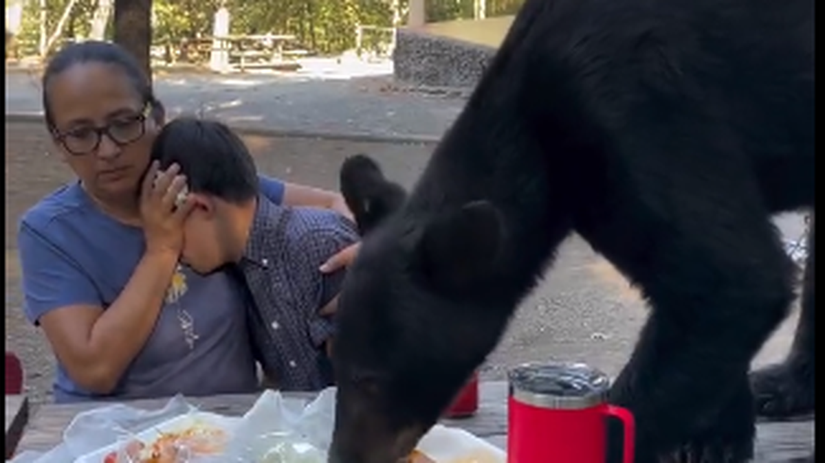  Una madre mexicana protegió valientemente a su hijo después de que un oso negro subió a la mesa en la que pasaban un día de campo y, a tan sólo centímetros de ellos, devoró los tacos y enchiladas con los que iban a festejar el cumpleaños del joven.