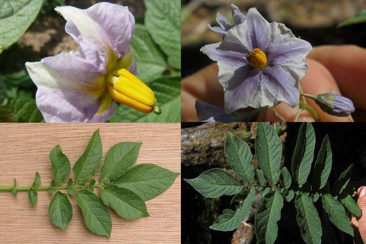 Comparación de la flor y las hojas de la planta de la patata y de la especie ‘Etuberosum’ (izquierda).