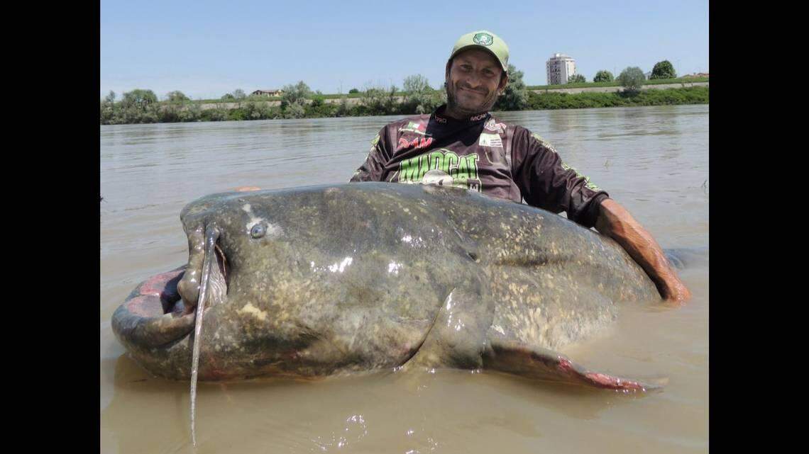 Un pescador italiano podría dentro de poco tener el nuevo récord mundial tras haber capturado un gigantesco bagre en un río del norte del país.