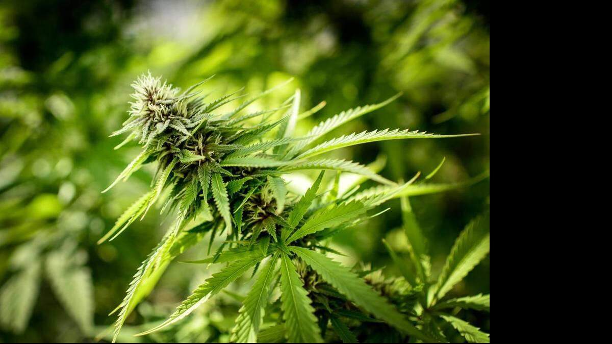 La legalización de la marihuana en Uruguay en diciembre de 2013 tuvo un impacto sobre Cuba.